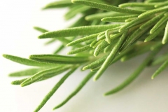 rosemary