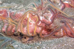 Blackeyed-Goby