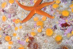 Blood-Star-Cup-Anemones