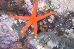 Blood-Star-and-Goby