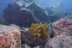 California-Golden-Gorgonian