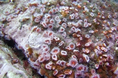 Club-Tipped-Anemone-colony