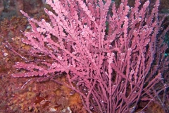 Coralline-Algae