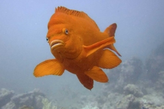 Garibaldi