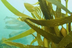 Giant-Kelp-2