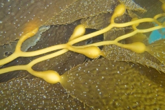 Giant-Kelp-Bladders