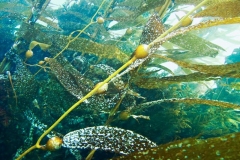 Giant-Kelp-with-bryozoans-1