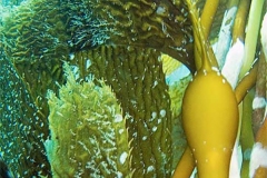 Giant-Kelp-with-bryozoans-2
