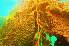 Giant-Kelp