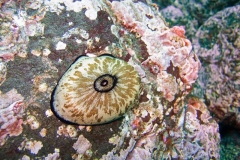 Giant-Keyhole-Limpet-1