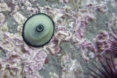 Giant-Keyhole-Limpet-2