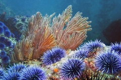 Gorgonian-with-Sea-Urchins