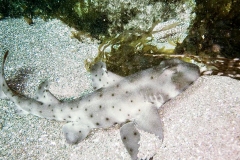 Horn-Shark