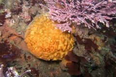 Orange-Puff-Ball-Sponge