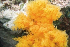 Orange-Sea-Cucumber