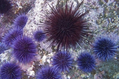 Red-and-Purple-Urchins