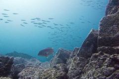 Sardines-Sheepshead