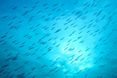 Sardines