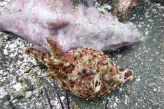 Sea-Hare