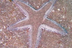 Spiny-Sand-Star