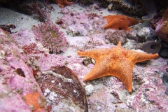 Stubby-Rose-Anemone