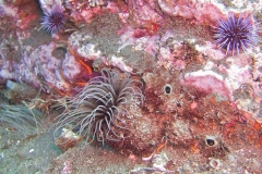 Tube-Dwelling-Anemone-1