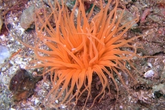 Tube-Dwelling-Anemone-2