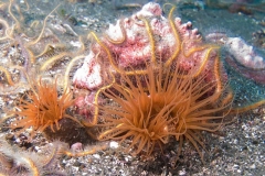 Tube-Dwelling-Anemone-3