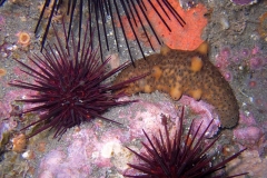 Warty-Sea-Cucumber