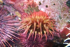 White-Spotted-Rose-Anemone