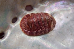 chiton