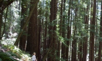 PamMillValley-Redwoods-DSC01649