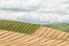 from Old Sonoma Rd