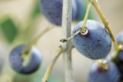 Olives-Stanley Ln Napa