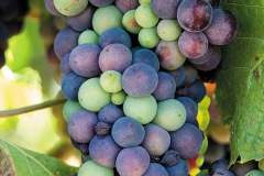 Pinot-Noir-in-Verasion